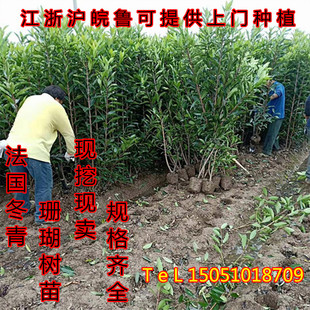 法国冬青苗大叶冬青树北海道黄杨苗珊瑚树庭院篱笆墙四季常青树苗