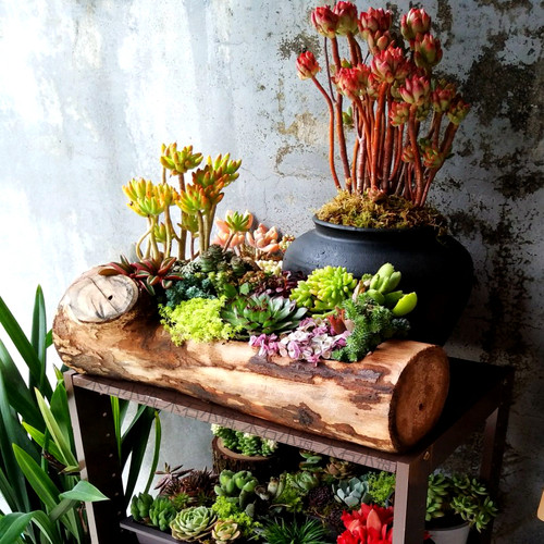 漂亮木桩多肉花盆新款轻奢高级感