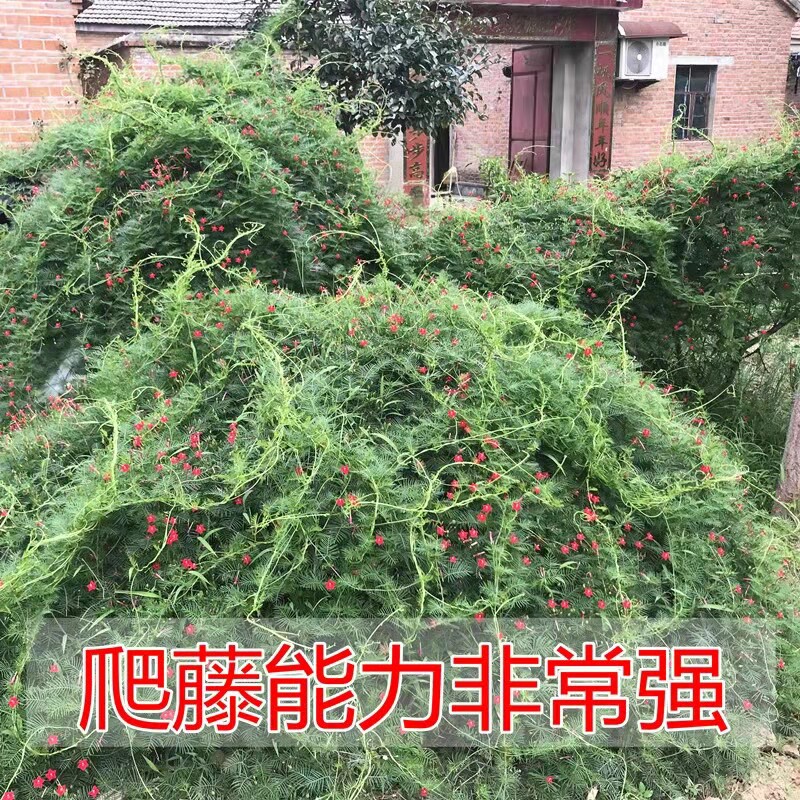 五星花茑萝花种子花种籽子室内阳台爬藤植物四季种易活开花不断
