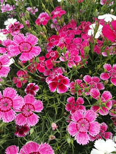 海石竹重瓣花籽花种子百日草农家花种籽子春季播种一年四季都开花