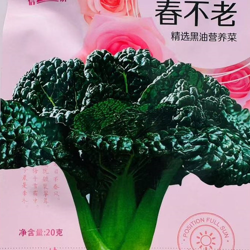 信研春不老黑油菜种子耐寒黑油白菜种籽易种口感好秋冬季蔬菜种籽