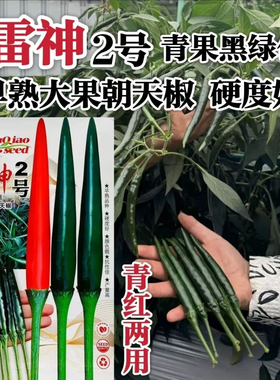 满丰雷神2号朝天椒种子大果青红两用黑绿色辣椒种早熟泰国朝天椒