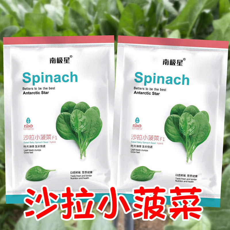 沙拉小菠菜种子种籽蔬菜小叶秋越冬四季菠菜籽种孑老品种过冬菜籽