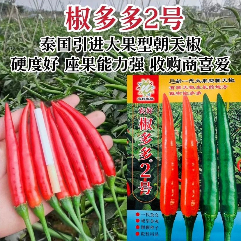 正品原包装椒多多2号3号朝天椒种子大果型米椒种孑泰国引进辣椒籽