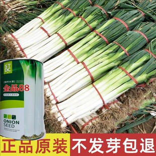 时田金品88钢杆大葱种子葱白长粗壮纤维少脆嫩清甜耐寒耐旱春秋播