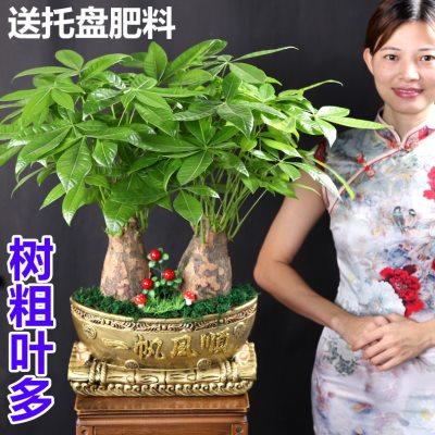 发财树盆栽办公室内客厅好养活绿植物带盆栽好大型盆景金钱花卉