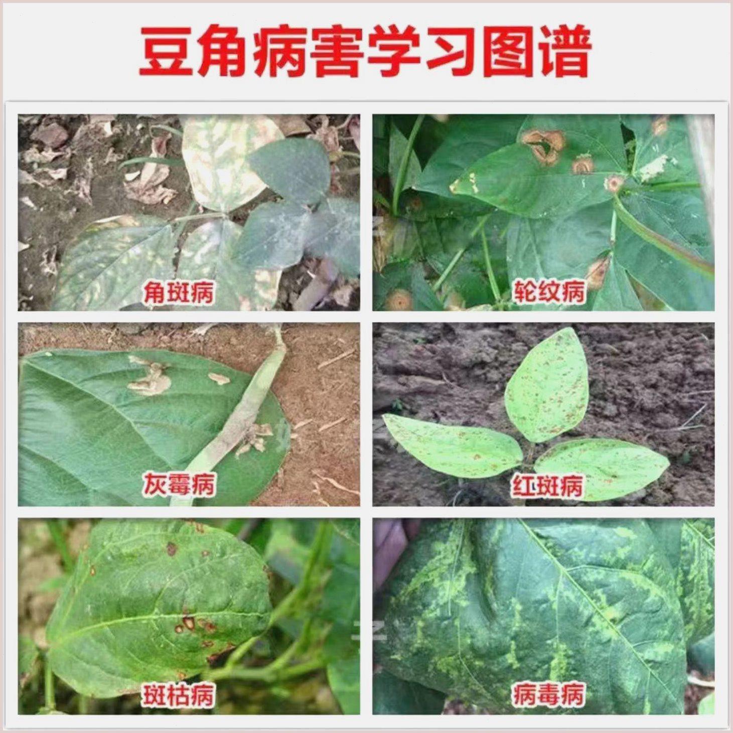 【工厂直发】【抖音同款】豆角病活菌锈病炭疽灵豆角杀菌剂疫病枯