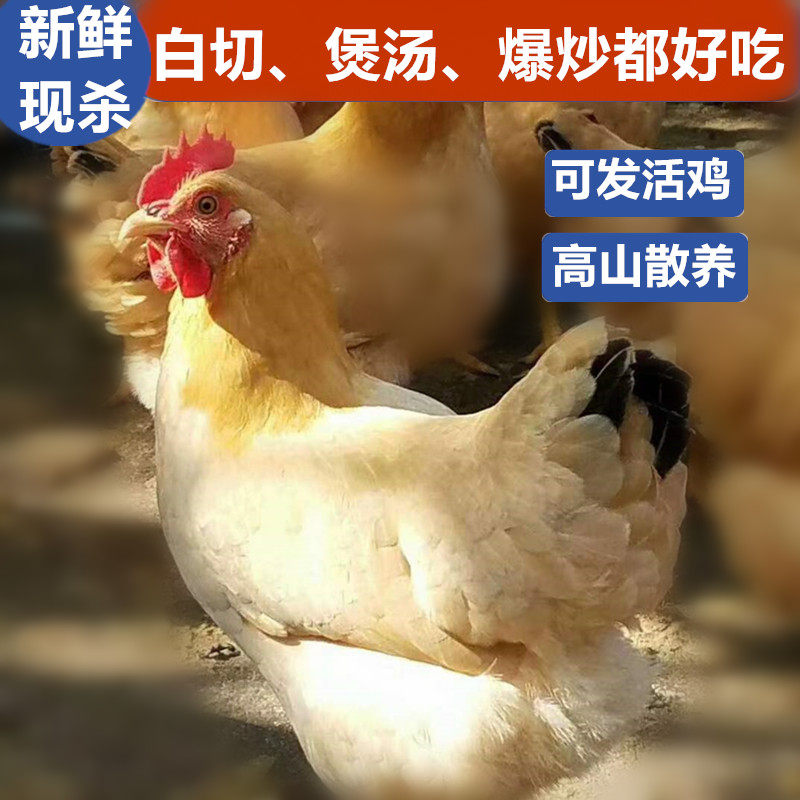 顺丰现杀三黄鸡无抗无激素无公害土鸡文昌鸡新鲜整只散养老母鸡