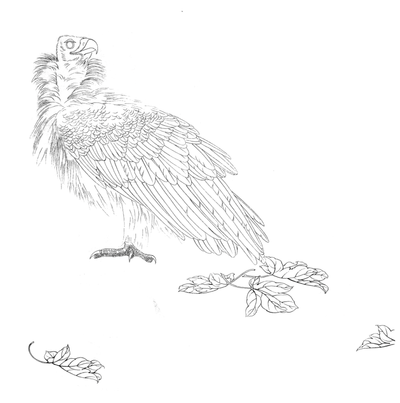 工笔画底稿 工笔 鹰 知秋白描8#打印稿宣纸稿有步骤图 文字