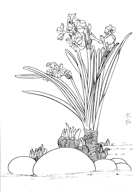 工笔国画底稿 工笔花卉素材 水仙花白描电子稿33幅打包3# 无彩图