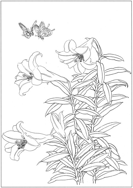 工笔画底稿 工笔花卉素材 百合白描电子稿22幅打包8# 无彩图