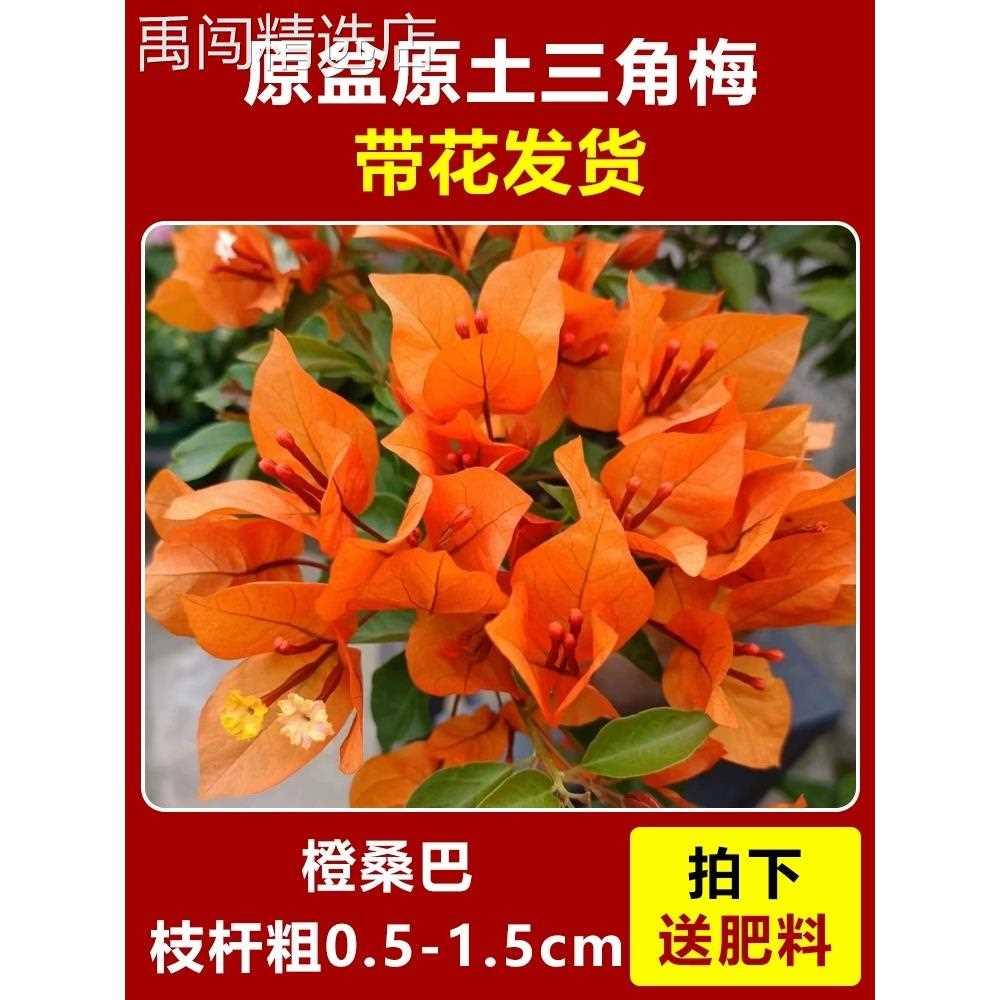 三角梅盆栽带花苞发货漳红樱绿樱马斯精品大苗爬藤植物四季开花卉