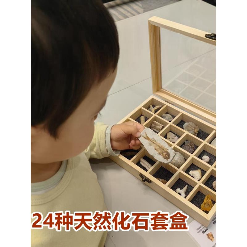 24种儿童考古化石标本盒鱼三叶虫菊石鲨鱼牙海螺海胆科普礼物摆件