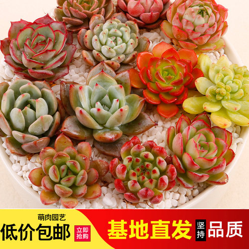 22号链接超萌肉肉海螺杂组合套餐 专拍 一物一拍