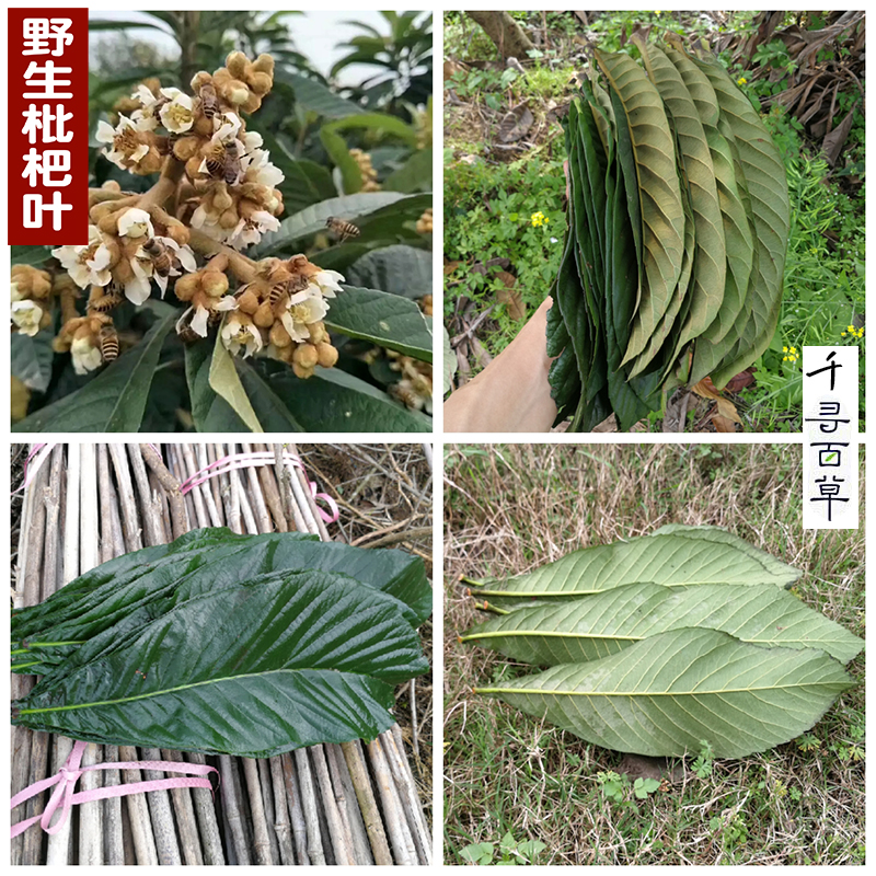 新鲜枇杷叶老叶深山无污染野生批把叶现摘儿童500g包邮农家枇杷