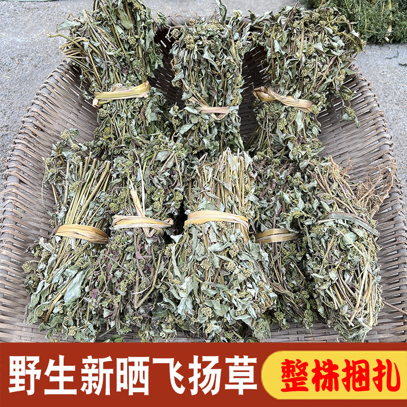 野生飞扬草 大飞扬草 新货干品500克 大乳汁草 节节花 捆晒中药材