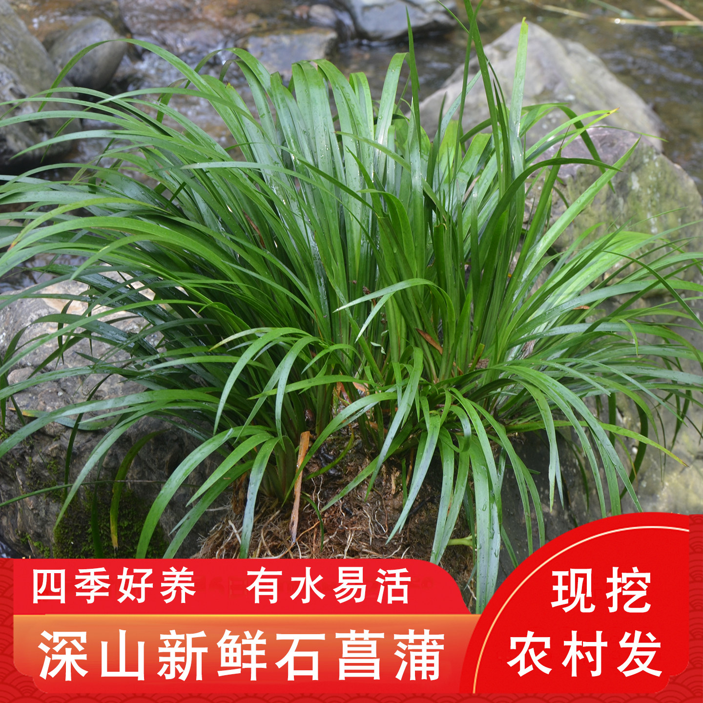 深山石菖蒲龙根水培植物绿植苗