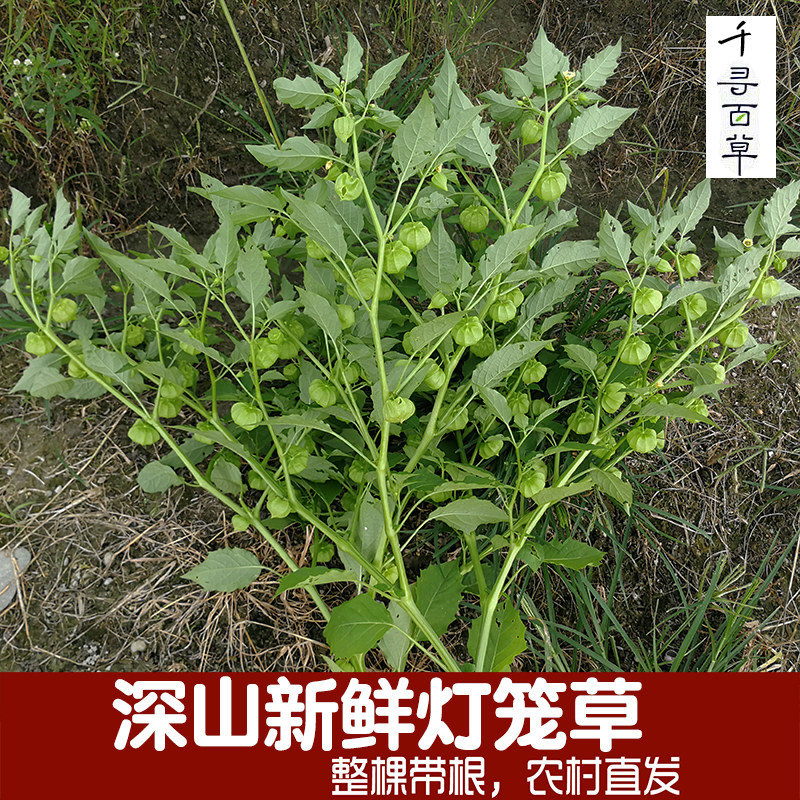 大山新鲜灯笼草整颗带根灯笼草药