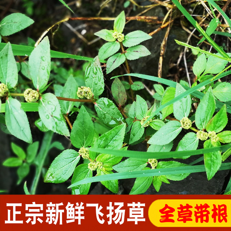 飞扬草新鲜乳汁草煮水洗澡中药材