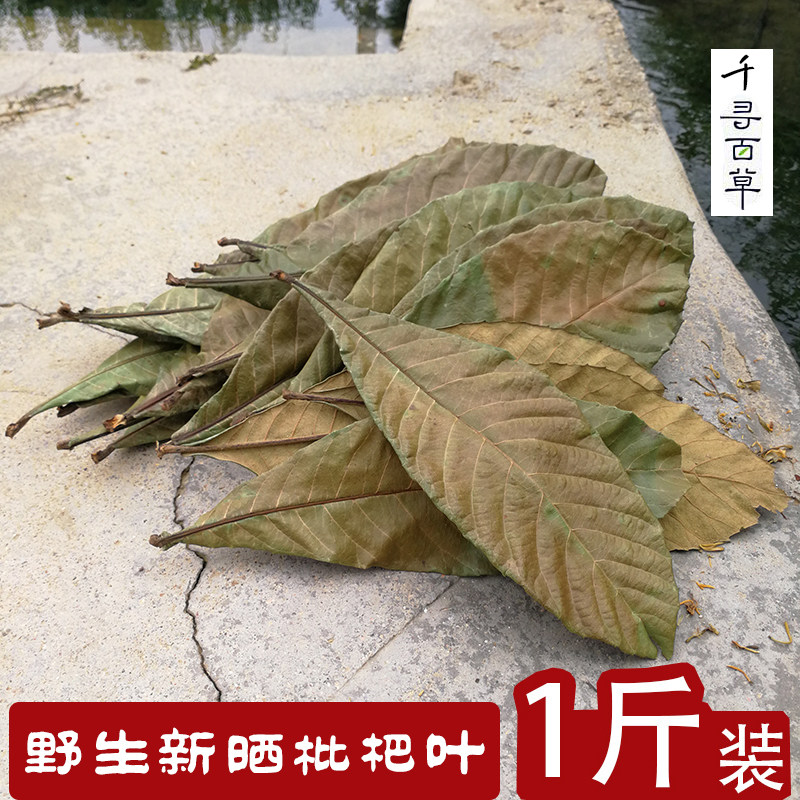 枇杷叶新鲜全叶晒 有枇杷花500克整片琵琶树叶干精选枇杷叶老树叶