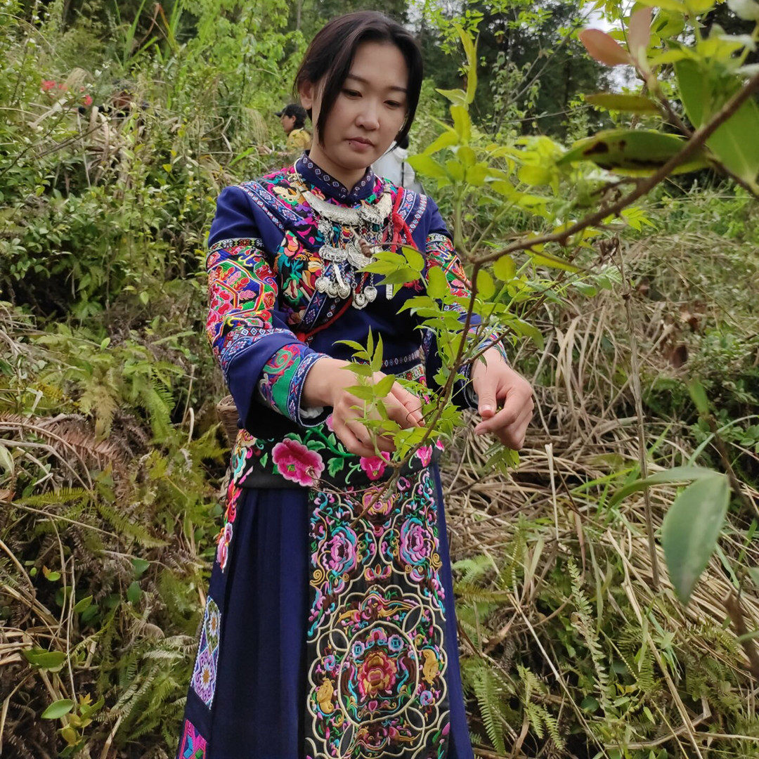 2026年清明茶500g莓茶芽头新茶春茶叶特级野生张家界嫩芽霉茶梅茶