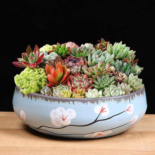 多肉拼盘紫砂陶瓷复古特价清仓