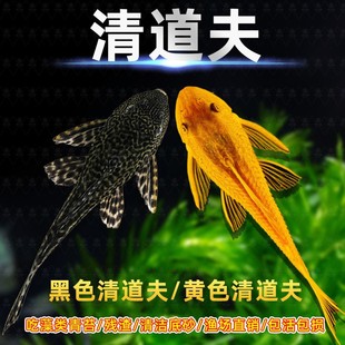 清道夫鱼缸清洁工鱼观赏热带淡水冷水吃屎垃圾清理粪便藻类残饵