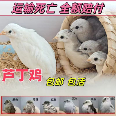 50-60天网红鸡宠物观赏小