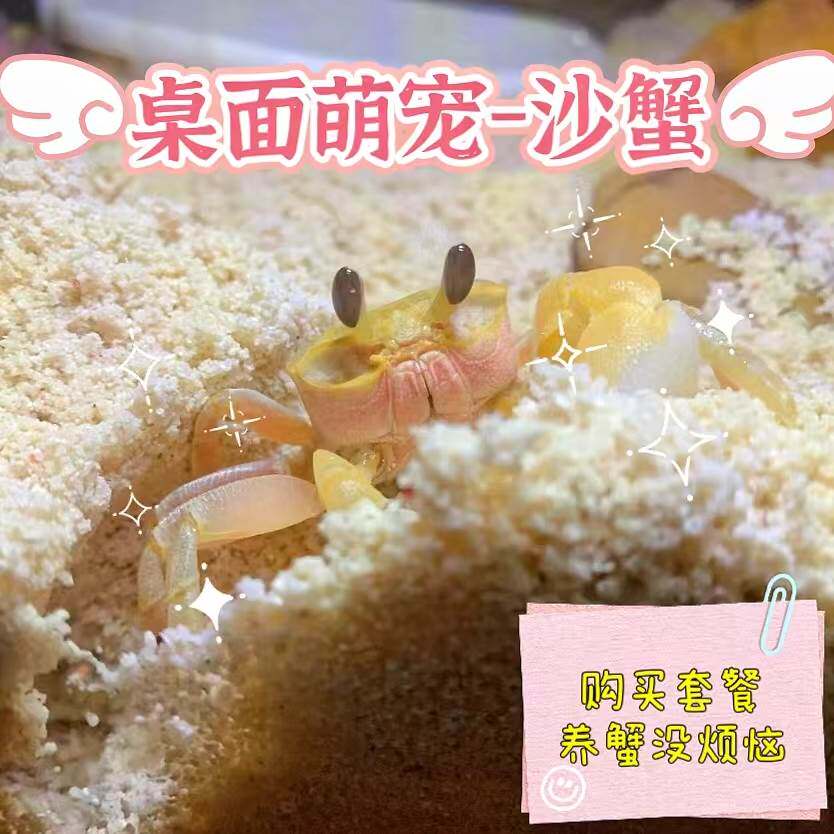 寄居蟹宠物螃蟹生态缸迷你豆豆蟹深水辣椒蟹相手蟹沙蟹观赏螃蟹