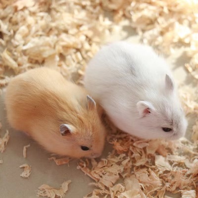 仓鼠活物已打疫苗紫仓三线布丁银狐纯种金丝熊活体情侣家养小宠物