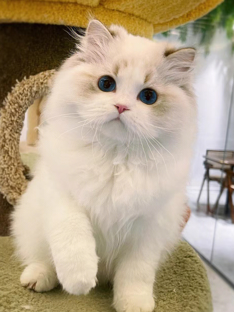 苏州本地猫舍出售布偶猫幼猫纯种海双蓝双小猫咪宠物活体幼崽猫咪