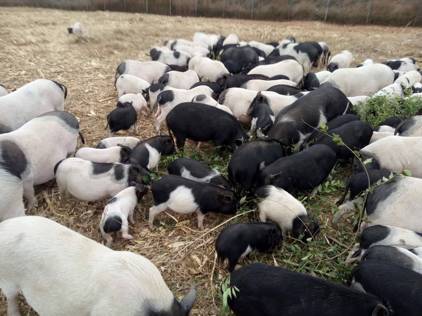 猪 香猪 巴马香猪  藏香猪 尼泊尔香猪 宠物猪 整只 活猪