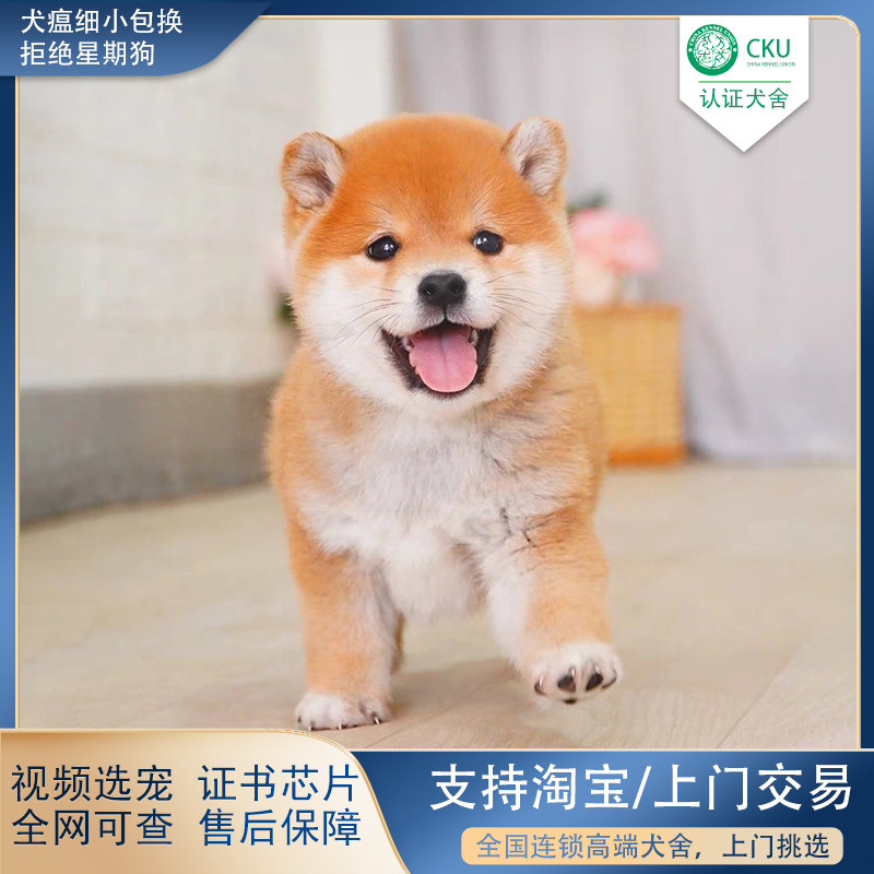 纯种柴犬幼犬活体日本柴犬幼崽活体豆柴黑白色小柴犬宠物狗可上门