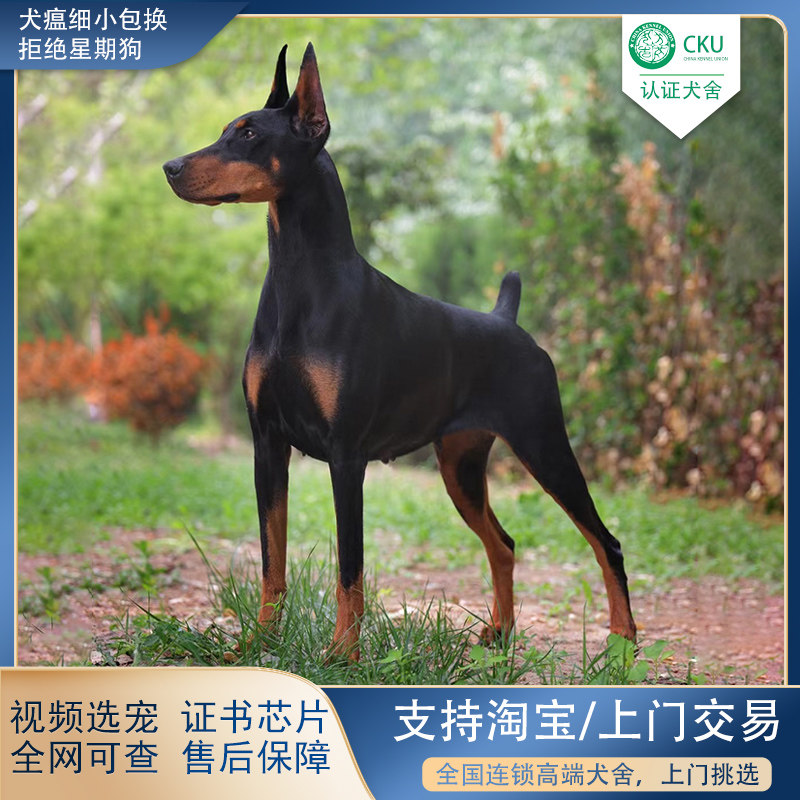 赛级双血统杜宾犬德系美系迷你杜宾大型护卫犬宠物狗小狗活物狗狗