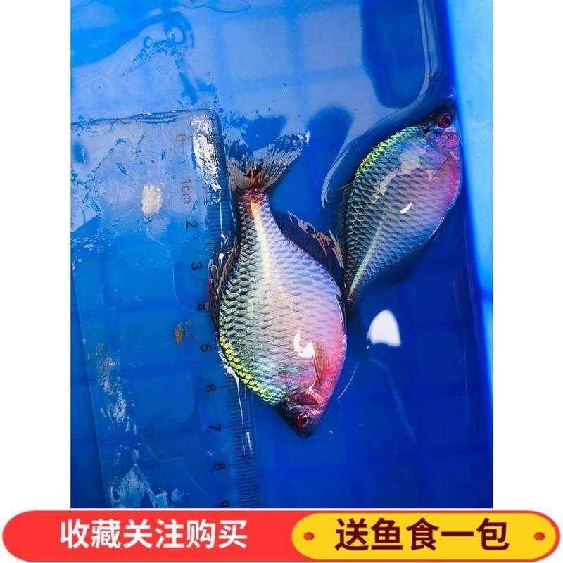 发色高体鳑鲏原生冷水观赏鱼小型群游鱼除藻练手鱼好养常年不加温