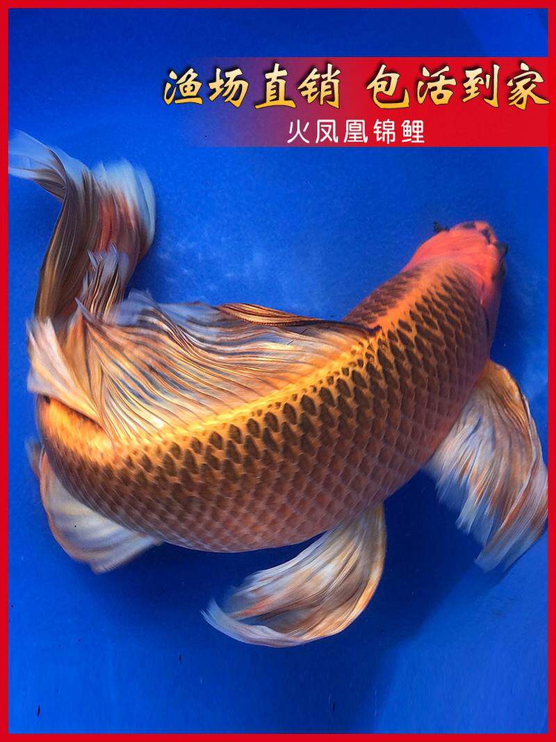 火凤凰锦鲤纯种台湾龙凤观赏鱼淡水冷水好养金鱼活体蝴蝶鲤长尾