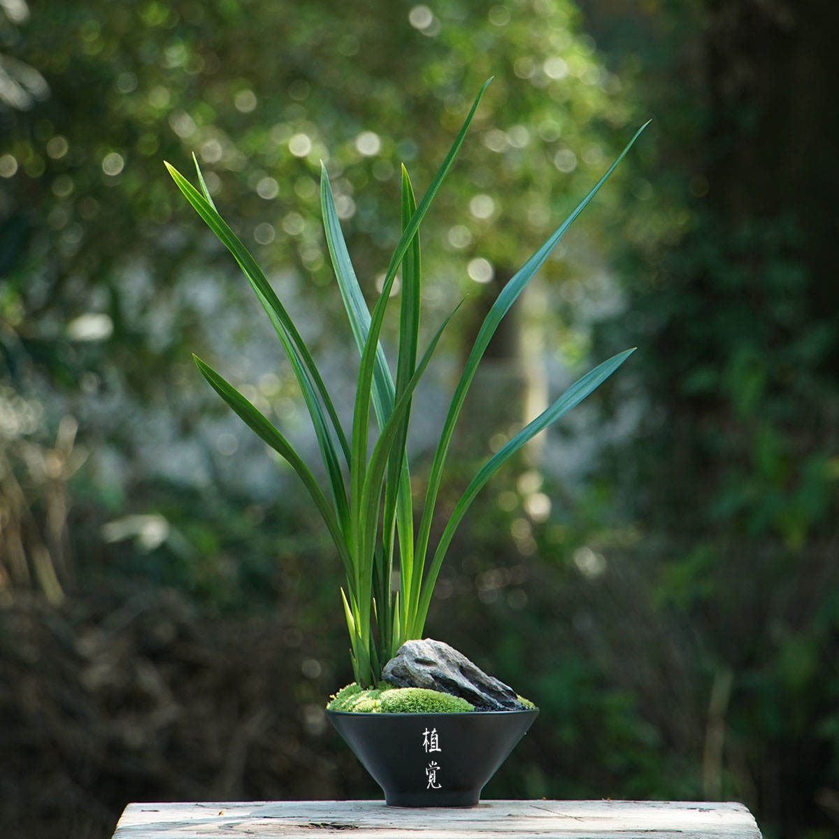 植觉|兰景顺丰发货|兰花造型组合绿植盆栽办公室桌面摆件