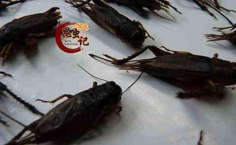 蛐蛐新鲜蟋蟀蝈蝈冷冻运输虫子生鲜美食用500克