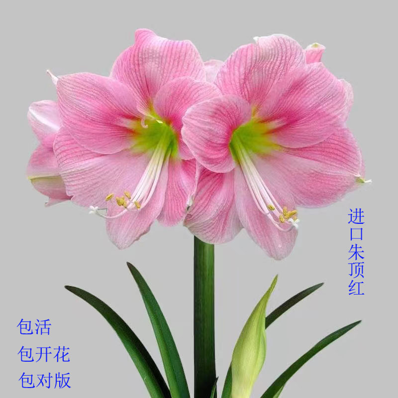 进口南非秘鲁荷兰朱顶红娇羞新娘鬼魅僵尸阿弗雷柠檬雪糕蜻蜓