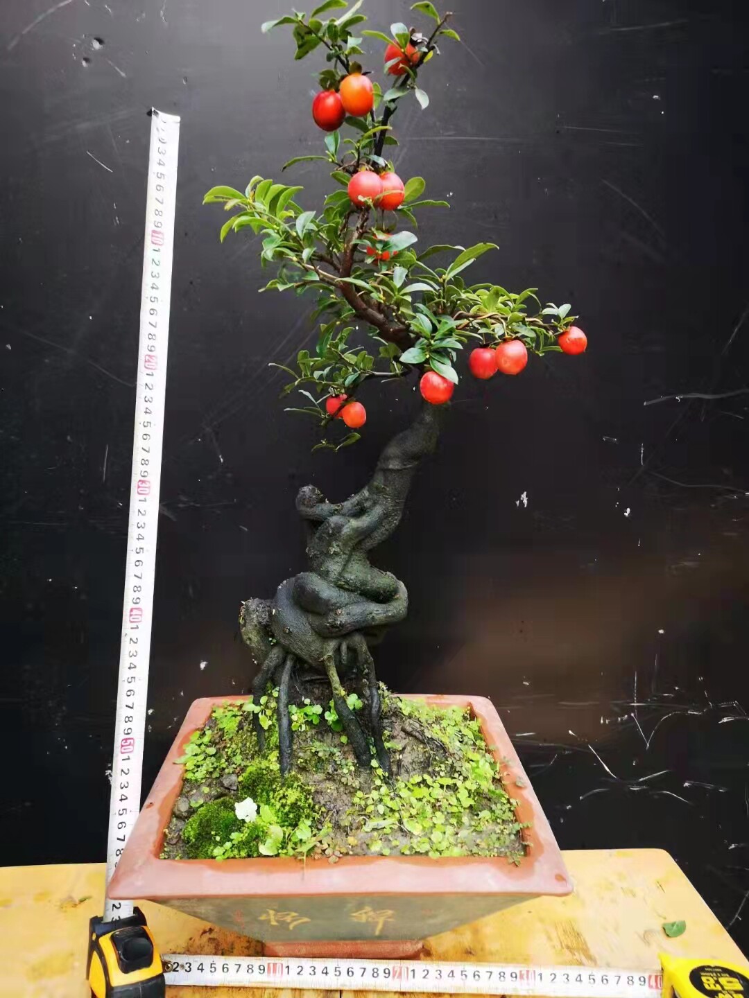 金弹子盆景可挂果可带果盆栽树苗精品四川小叶中国红小苗公母血钻