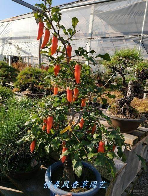 老鸦柿盆景老鸭柿盆栽梦之雫品种瑰宝金蛋子独孤果母苗金弹子阳台