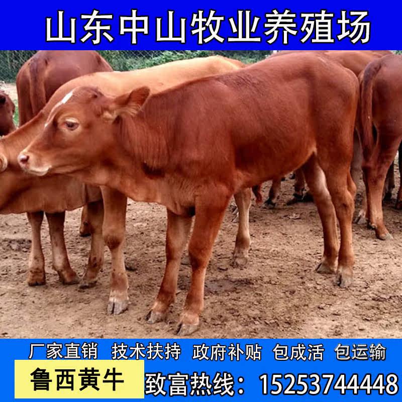 魯西黃牛小牛犢子活體活牛出售西門塔爾牛仔大型肉牛養殖四川江西在類目 畜牧/養殖物資, 畜牧/養殖服務, 畜牧/養殖技術服務中 - 來自Buy2taobao.com提供專業的淘寶代購服務