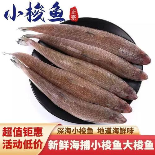 海捕小梭鱼4斤顺丰包邮
