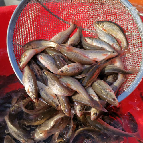 东北柳根鱼鲜活速冻河鲜
