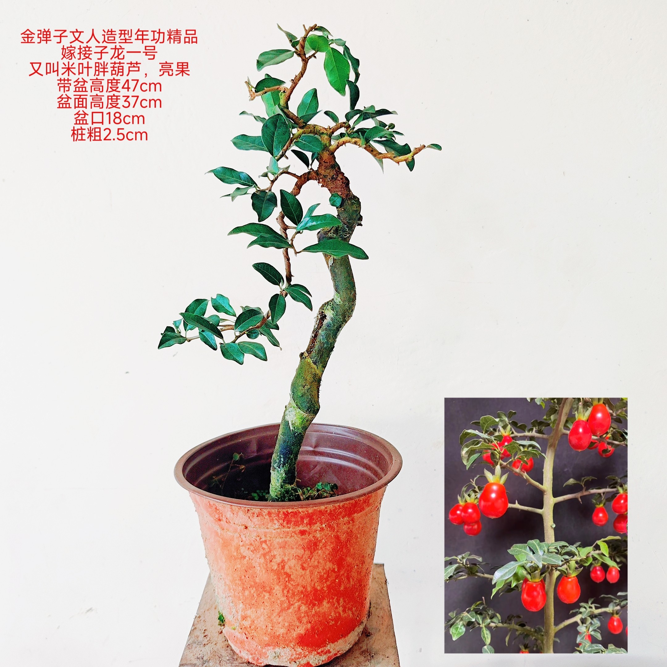 金弹子实物拍摄一物一价挂果母桩血红葫芦果老桩阳台精品造型室内