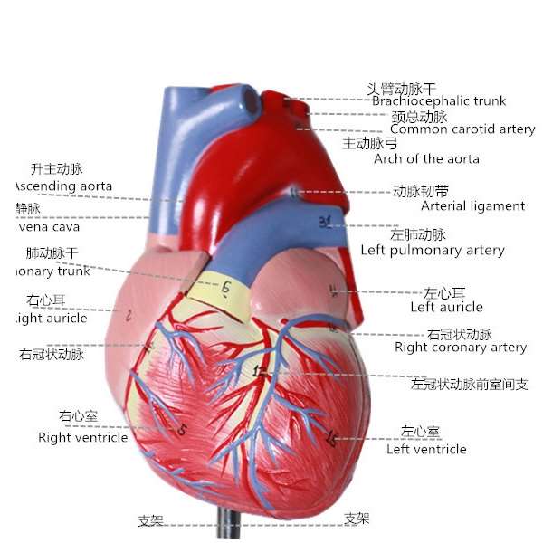 心脏模型1:1人体解剖可拆卸医学b彩超教学模型仿真自然大心脏模型