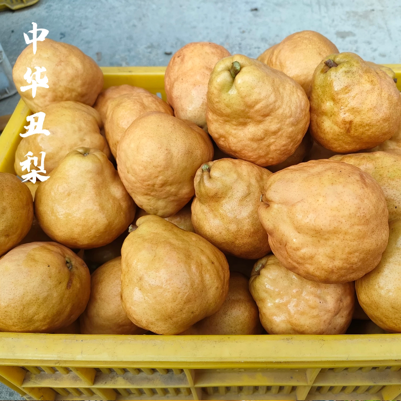 正宗山东烟台丑梨软糯多汁