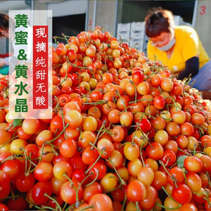 现货现摘黄蜜黄水晶大樱桃山东雷尼车厘子新鲜孕妇水果5斤顺丰