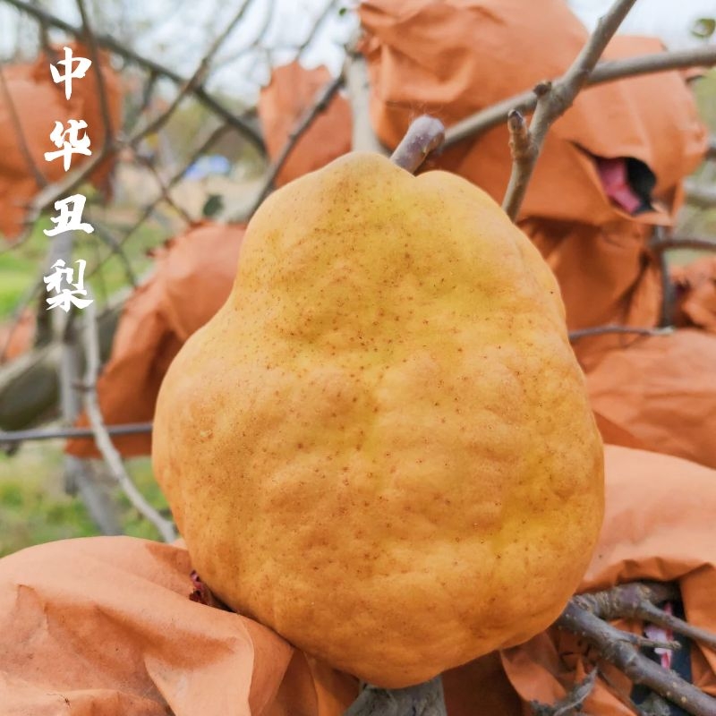 顺丰包邮山东烟台丑梨甘甜多汁