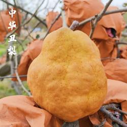 山东烟台中华丑农家梨太婆梨现摘啤梨软梨新鲜5当季孕妇水果10斤